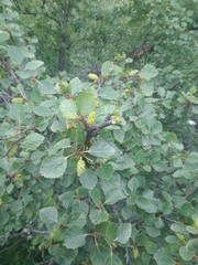 Betula pubescens pumila