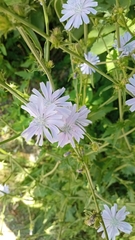 Cichorium intybus