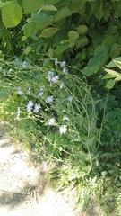 Cichorium intybus