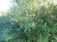 Heteromorpha arborescens arborescens