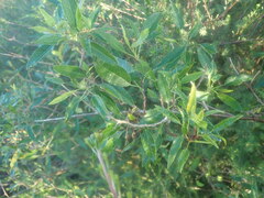 Heteromorpha arborescens arborescens
