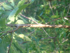 Heteromorpha arborescens arborescens