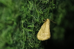 Bijugis bombycella