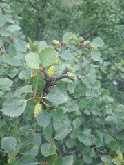 Betula pubescens pumila