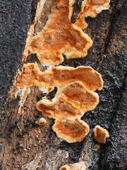 Gloeoporellus merulinus