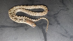 Pituophis deppei deppei