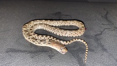 Pituophis deppei deppei