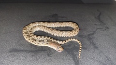 Pituophis deppei deppei