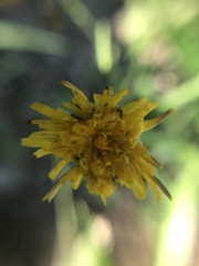 Taraxacum officinale