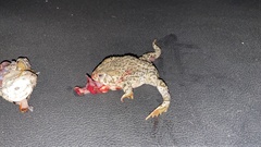 Anaxyrus compactilis