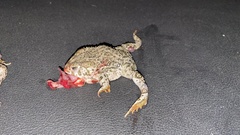 Anaxyrus compactilis