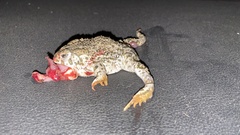 Anaxyrus compactilis