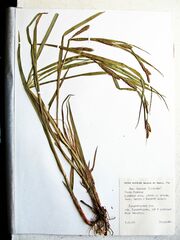 Carex sordida