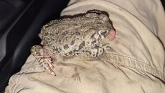 Anaxyrus compactilis