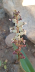 Lachenalia perryae
