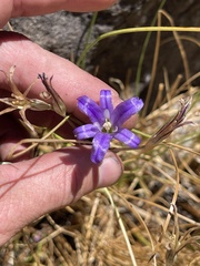 Brodiaea terrestris kernensis