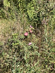 Rosa glauca
