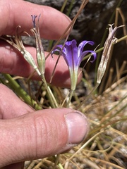 Brodiaea terrestris kernensis