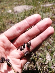Carex atrofusca