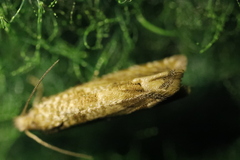 Eucosma conterminana