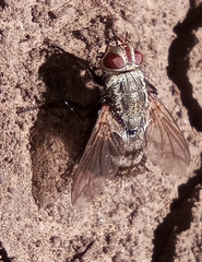 Microphthalma europaea