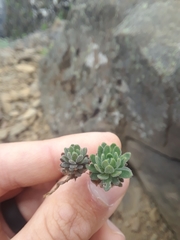Draba nivalis