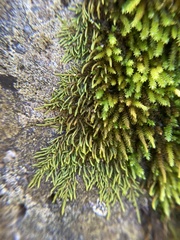 Pseudoleskeopsis imbricata