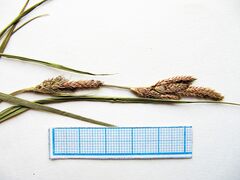 Carex sordida