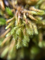 Pseudoleskeopsis imbricata