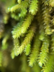 Pseudoleskeopsis imbricata