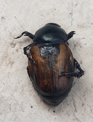 Anisoplia austriaca