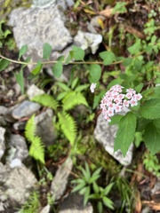 Spiraea hayatana