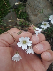 Cerastium nigrescens arcticum