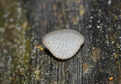 Pseudohydnum tasmanicum