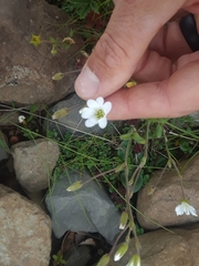 Cerastium nigrescens arcticum