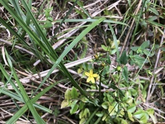 Hypericum taihezanense