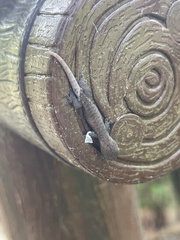 Hemiphyllodactylus hongkongensis