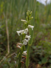 Spiranthes aestivalis