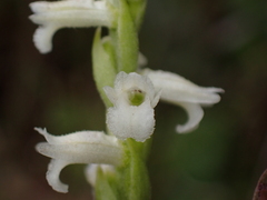 Spiranthes aestivalis