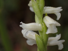 Spiranthes aestivalis