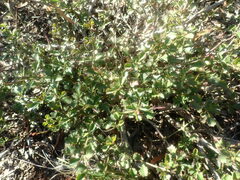 Chascanum cuneifolium