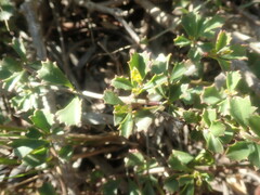 Chascanum cuneifolium