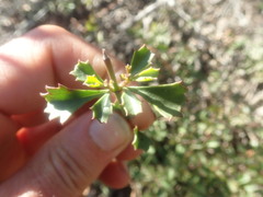 Chascanum cuneifolium