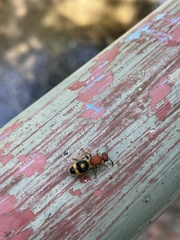 Odontomutilla uranioides