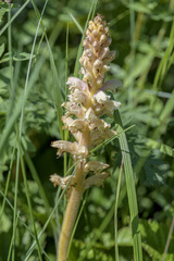 Orobanche bartlingii