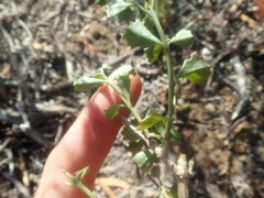 Chascanum cuneifolium