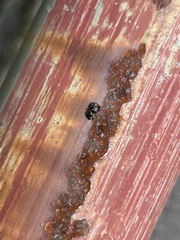 Harmochirus insulanus