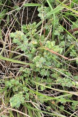 Pimelea spinescens spinescens