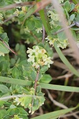 Pimelea spinescens spinescens