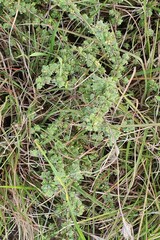 Pimelea spinescens spinescens